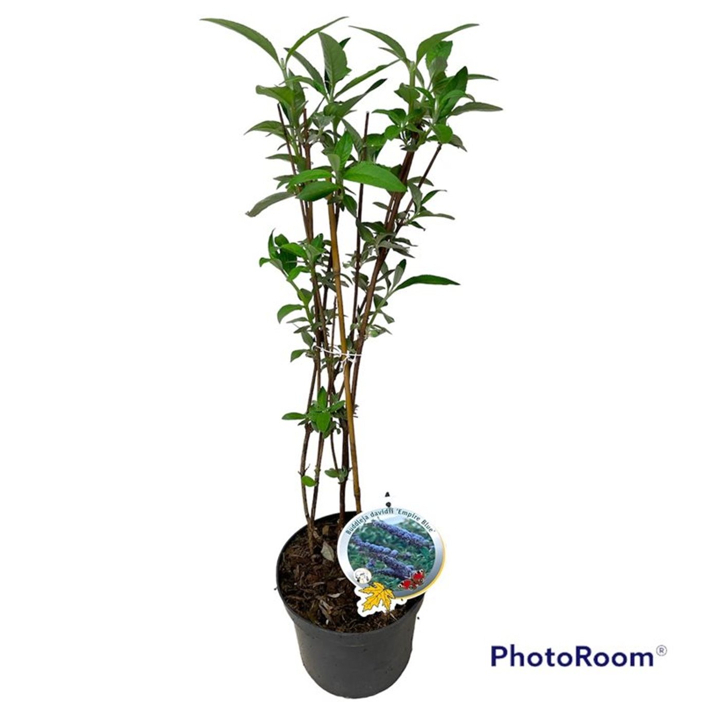 Buddleja d. 'Empire Blue' - C3